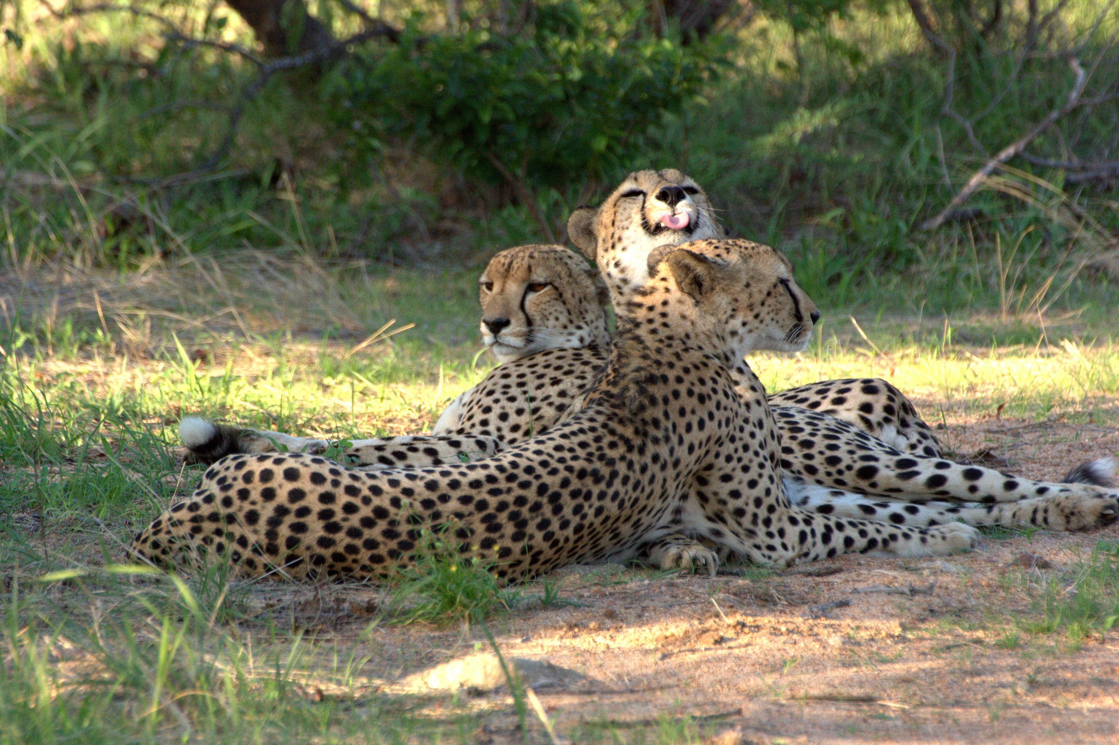 Shiduli Private Game Lodge Karongwe Game Reserve Exterior foto