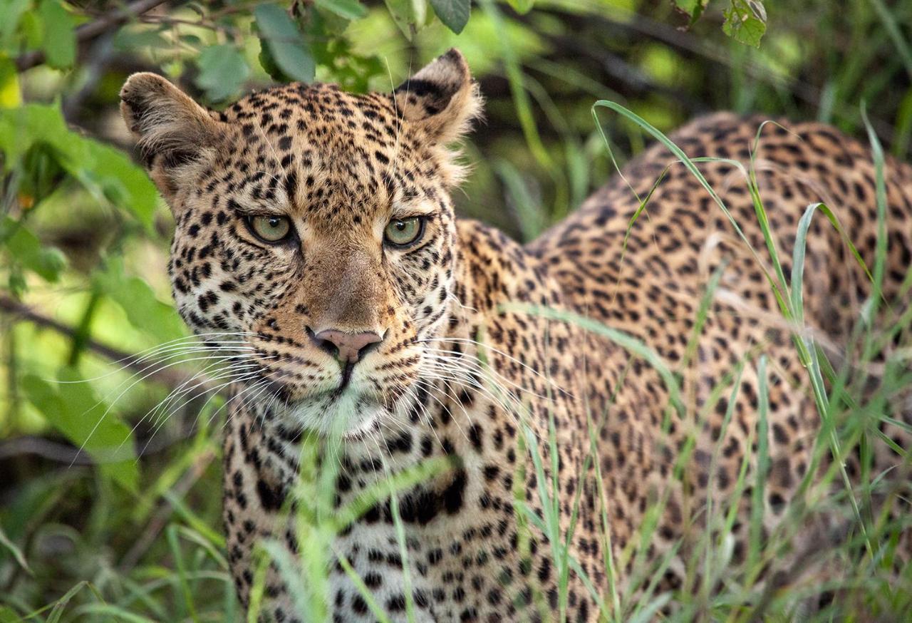 Shiduli Private Game Lodge Karongwe Game Reserve Exterior foto