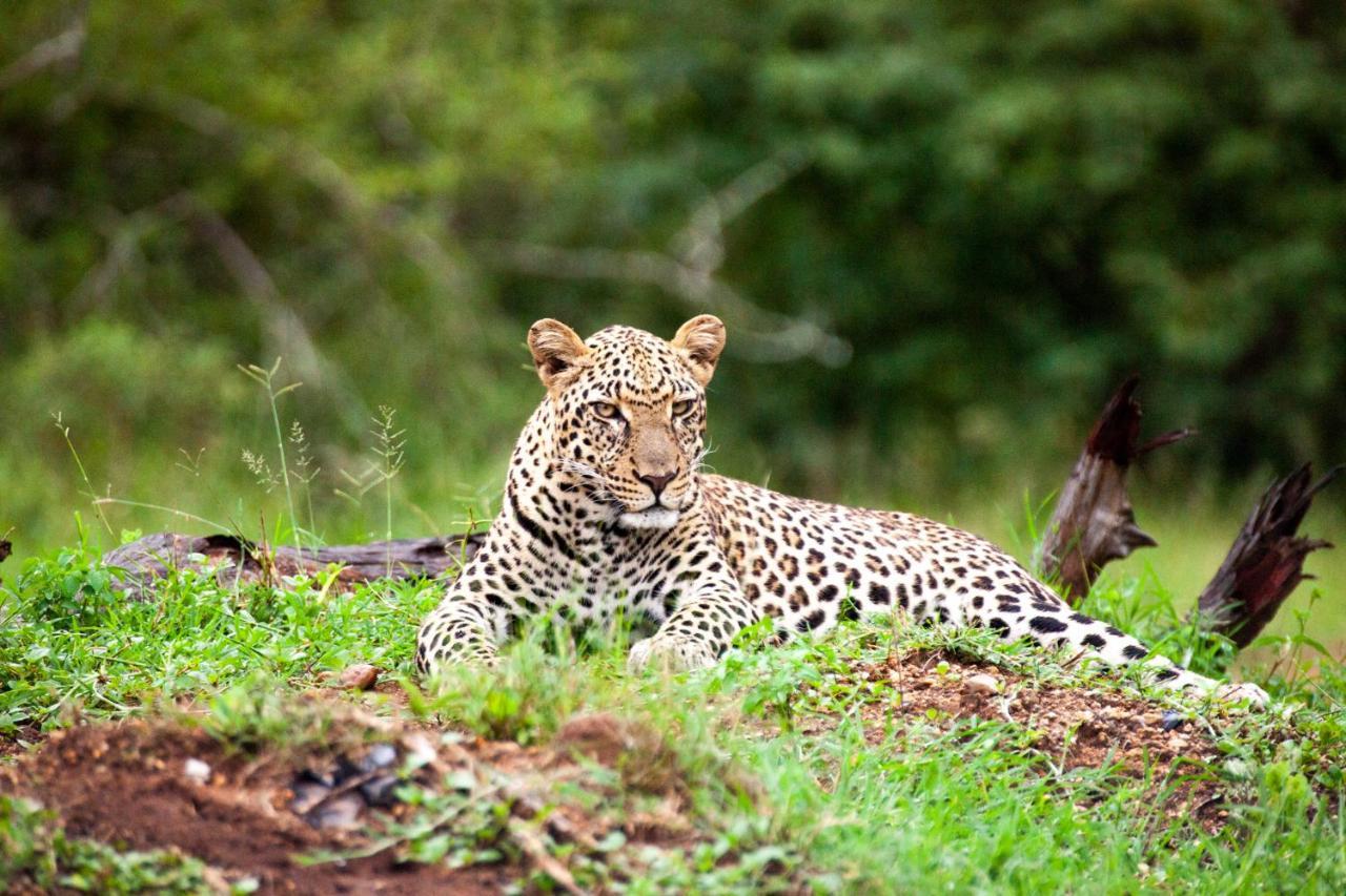 Shiduli Private Game Lodge Karongwe Game Reserve Exterior foto