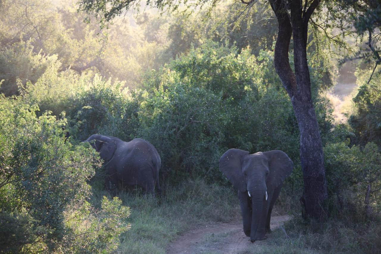Shiduli Private Game Lodge Karongwe Game Reserve Exterior foto
