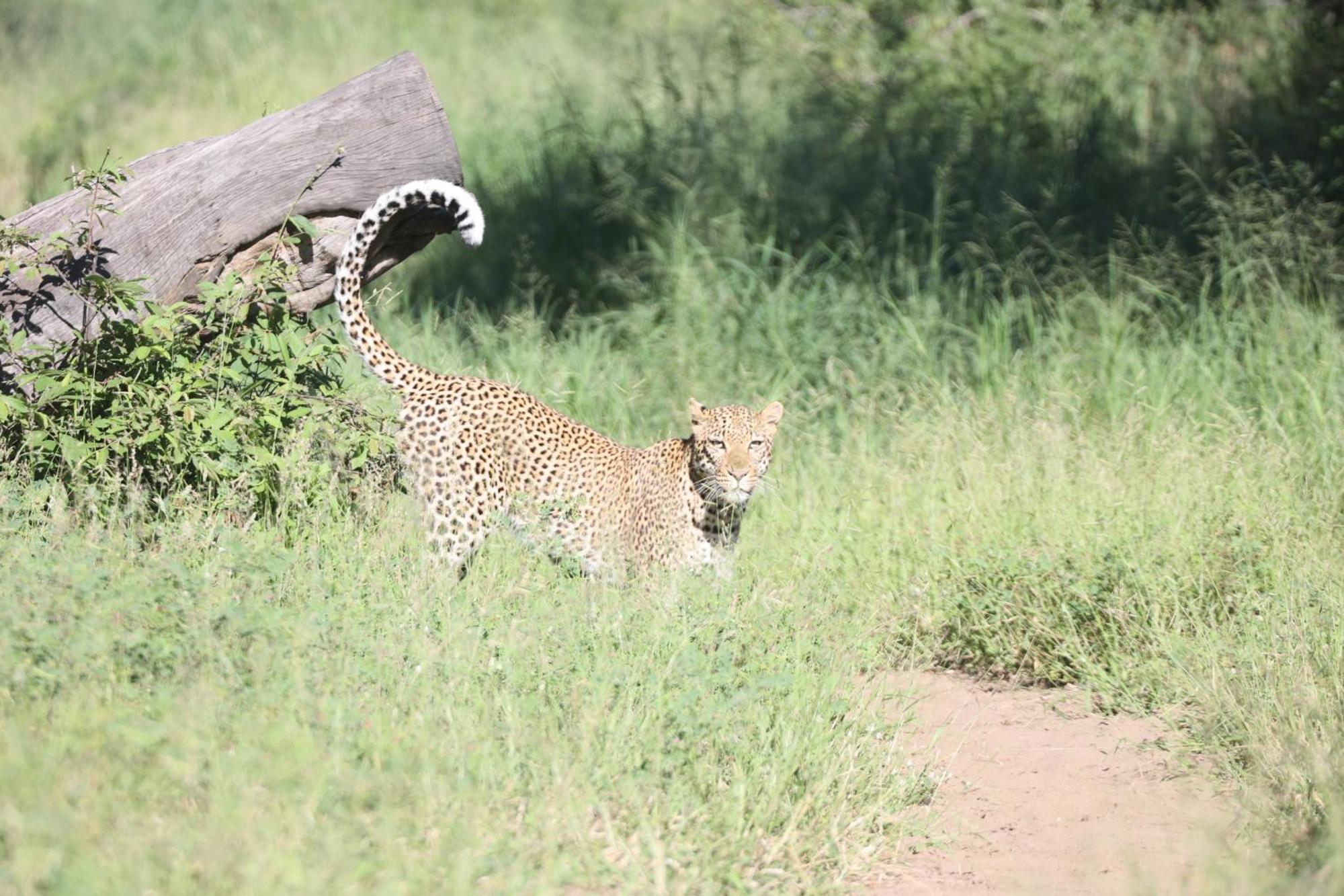 Shiduli Private Game Lodge Karongwe Game Reserve Exterior foto