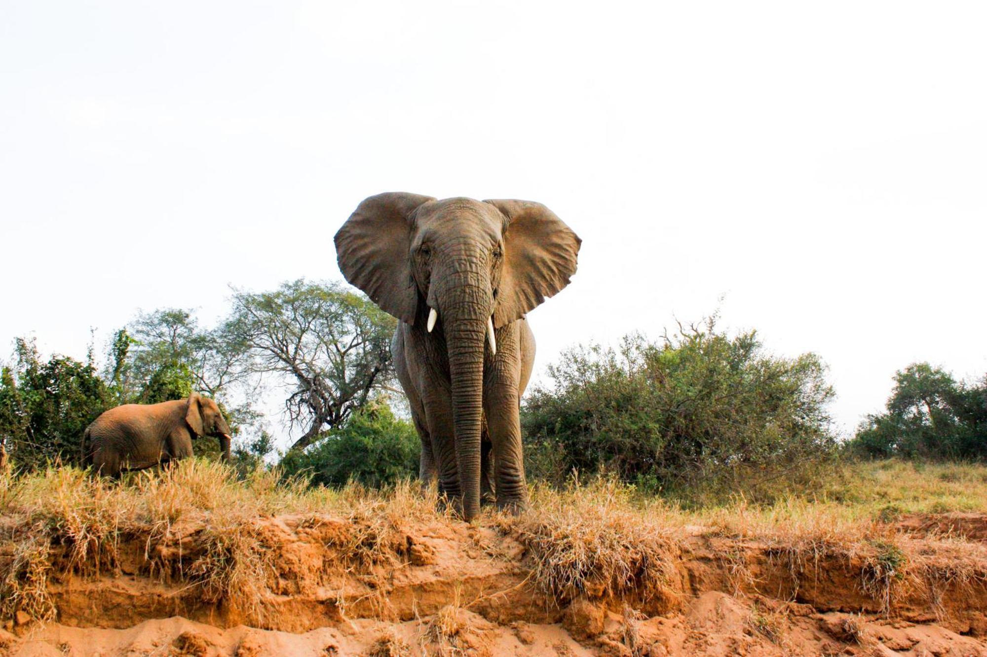 Shiduli Private Game Lodge Karongwe Game Reserve Exterior foto